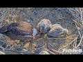 swfl eagles ~ super dad m15 brings in rabbit both e s eat well u0026 have full crops 💕💕 2.3.23