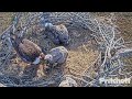 swfl eagles ~ super dad m15 brings in rabbit both e s eat well u0026 have full crops 💕💕 2.3.23