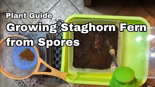 Growing Staghorn from Spore - Ep06