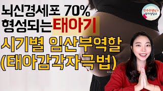 [임신/출산]뇌발달이 중요한 태아기, 시기별 뇌발달과 임산부 역할(감각자극법) 알려드립니다l민주선생님l