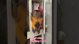 Monkey Lyly finds a suitable place to watch the phone #shorts #monkey #youtubeshorts #cutefunny