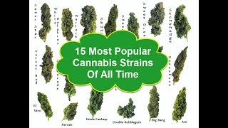 The 15 Most Popular Cannabis Strains Of All Time