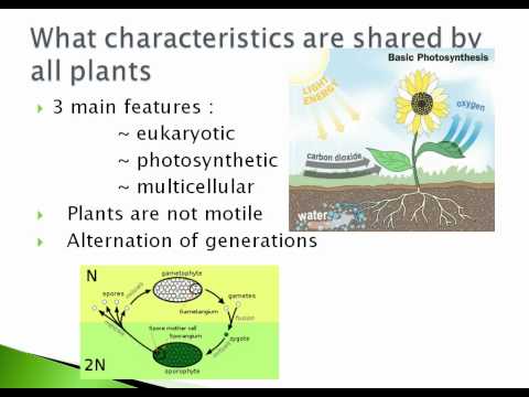 What 3 characteristics do all plants share?