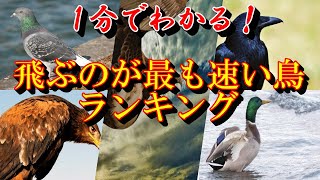 【１分でわかる！】飛ぶのが最も速い鳥ランキング