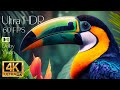 4K HDR 120fps Dolby Vision with Animal Sounds (Colorfully Dynamic) #9