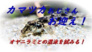 【川魚水槽】カマツカ飼育～カマツカとオヤニラミの混泳～