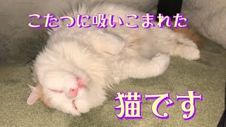 猫がこたつに吸いこまれるように入っていきます。とろけた顔が可愛いです。