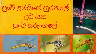 bath kura |Dragonfly  | the little kite |  | බත් කූරා | පුංචි ළමයිගේ හුරතලේ උඩ යන පුංචි සරුංගලේ