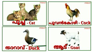 domestic animals name, വളർത്തുമൃഗങ്ങൾ/ വീട്ടില്‍ വളര്‍ത്തുന്ന  മൃഗങ്ങള്‍/pet animals /prinit