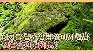 이끼를 딛고 암벽 끝에서 만난 항암초의 정체는? MBN 210618 방송