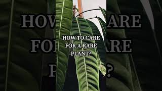 How to care for a rare Philodendron?