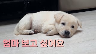 우리집에 처음온 귀여운 진돗개 강아지 / korea jindo dog