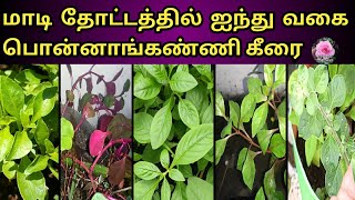 Terrace garden 5 types ponnanganni keerai//மாடி தோட்டத்தில் ஐந்து வகை பொன்னாங்கண்ணிக் கீரை