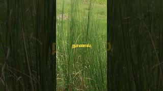 Holy grass ...saccharum spontaneum   or  imperara cylindrica தர்பை புல் ......நாணல்