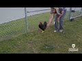 rooster with prosthetics clip 2 faculty of veterinary medicine university of calgary