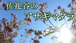 愛媛県　佐礼谷のアサギマダラ