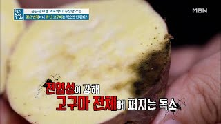 검은 반점이나 싹 난 고구마는 먹으면 안 된다?! MBN 201030 방송