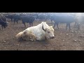 amazing yak meeting must watch till the end animals earth