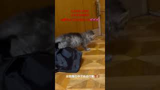 【チンチラペルシャ子猫成長記録】よちよち歩きが、可愛い過ぎ😍❤️💕