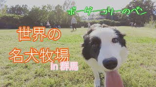 [群馬県]世界の名犬牧場に行ってみた！　#ボーダーコリー #BorderCollie　#仔犬　#Vlog　#puppy #パピー #世界の名犬牧場