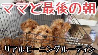 【モーニングルーティン犬】巣立ち前日のトイプー子犬とママと赤ちゃんのリアルすぎる朝（トイプードルブリーダー）