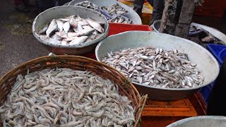 গড়িয়া স্টেশন মাছ বাজার | Goria Station Fish Market | Fish Market | Kolkata | India.