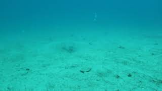 Epinephelus aeneus  / Lahoz / White grouper / Gökova Körfezi