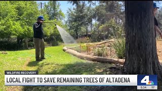 Altadena community's fight to preserve trees after Eaton Fire