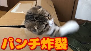 ダンボールから猫パンチな子猫【スコティッシュフォールド】【Scottish Fold】