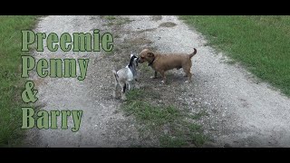 Premmie Penny \u0026 Barry