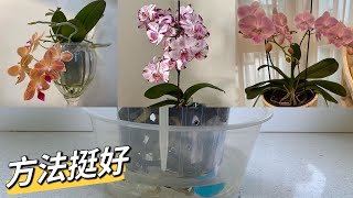 「22330」根好花多，这个方法不错，蝴蝶兰有植料水培简单汇总 （静姐说花）