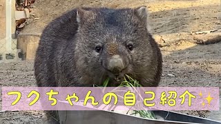 【ウォンバット】フクちゃんの自己紹介☆