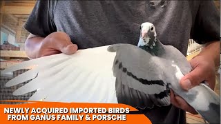 10 NEW IMPORTED BIRDS FROM GANUS LINE