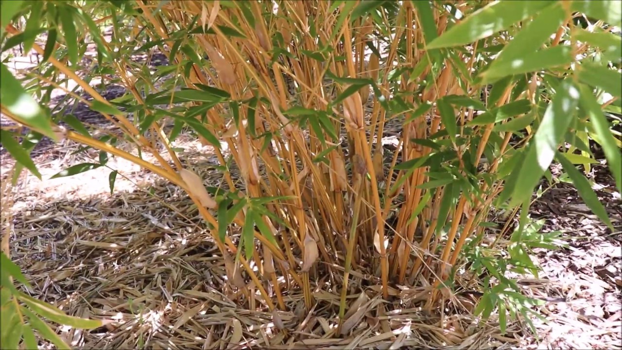 Clumping Bamboo In AZ 9B - 2020 Update - YouTube