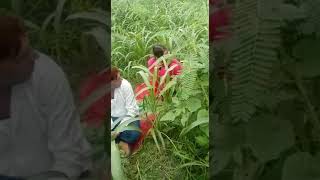 Mxtube.net :: Mewati full story sex jungle se Pakdi Gayi chudai ...