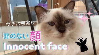 バーマン猫ラフ【罪のない顔】Innocent face（バーマン猫）Birman /Cat