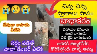 దేవుడే కాపాడాలి.వర్షం రాకూడదు #doglover #streetdog #trending #youtube #sad #stray #share #dog #reels