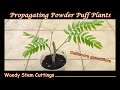 Grow Powder Puff Woody Stem Cuttings - Calliandra grandiflora