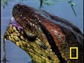 anaconda vs. mammal national geographic