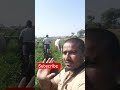 thirumaleshu agriculture shot yshorts agriculture viral vairalvedio