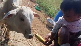 ఆవు కి అరటి పండు తినిపిస్తున శరత్ అండ్ శరత్ father #cow #banana #cowfeed #cows #animals