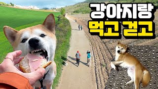 먹고 걷고 강아지를 사랑하라 [산티아고 순례길 산책6]