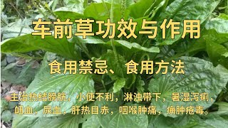 车前草功效与作用（清热利尿，凉血，解毒）、车前草禁忌及食用方法#车前草 #草药 #中草药 #中药材