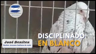 PIZARROS : 😍 DISCIPLINADO EN BLANCO 🎯 Palomo Jerezano #buchonjerezano #buchongaditanodevuelo