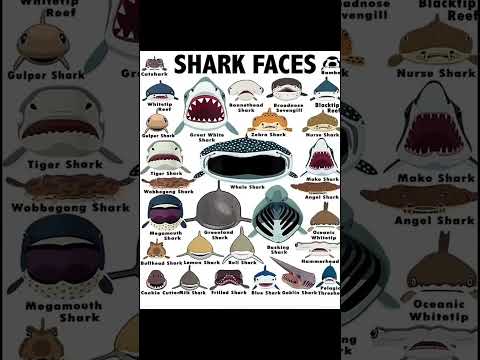 What challenges do sharks face?