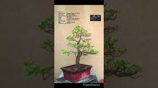 SN-33 #bonsai #pruning #wiring (Conocarpus Erectus/Buttonwood) #shorts