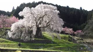 又兵衛桜