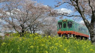 真岡鉄道の春・モオカ14形