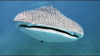 An anthology dive with 5 Whale Sharks - The Philippines