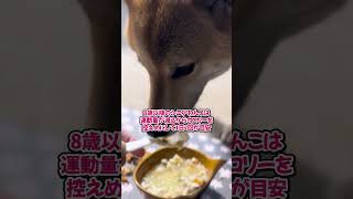 No-95　犬の食事回数の年齢と食事のルールについて  #柴犬ライフ #愛犬 #豆柴 #犬のいる生活 犬の食事　 #柴犬のご飯